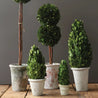 Preserved Boxwood Cone Topiary