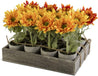 Potted Sunflowers