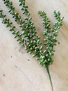 String of Pearls Succulent Strand (Faux) - Little Red Barn Door