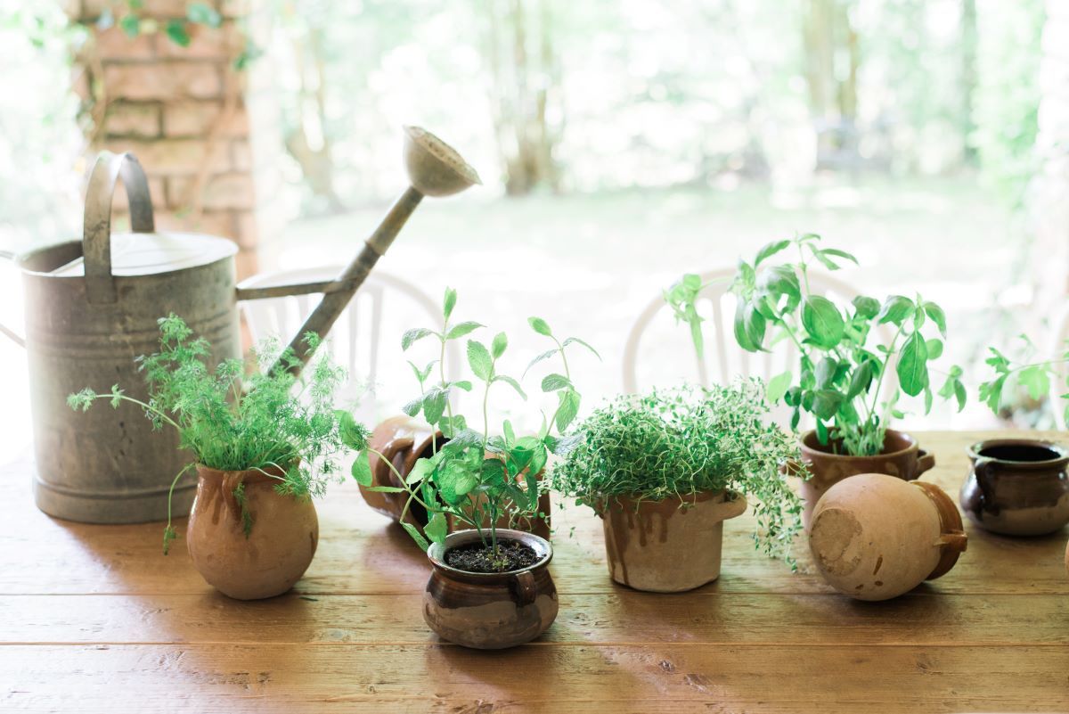 thyme plant pot Thyme Herb Pot – Little Red Barn Door